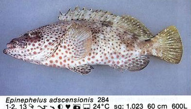 Epinephelus adscensionis